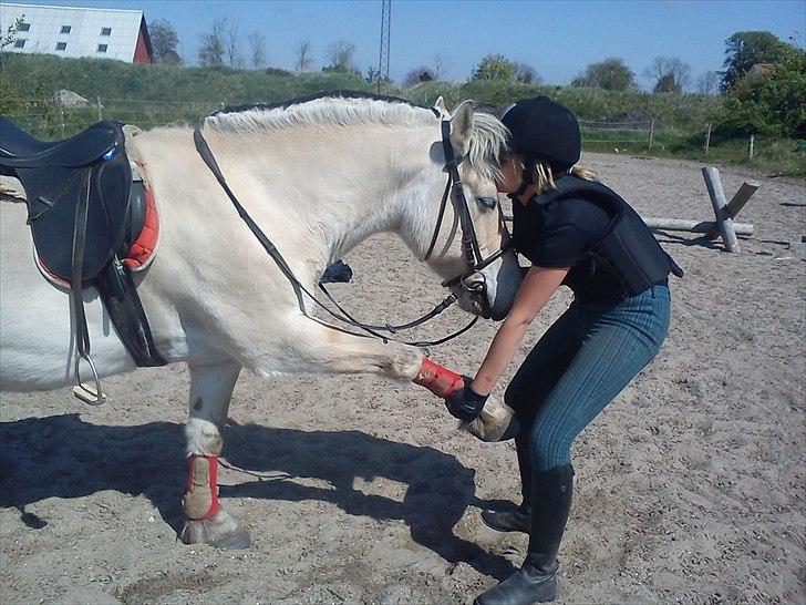Fjordhest Tjalfe - Den Tapre Sømand - Husk at strække ud :) billede 16