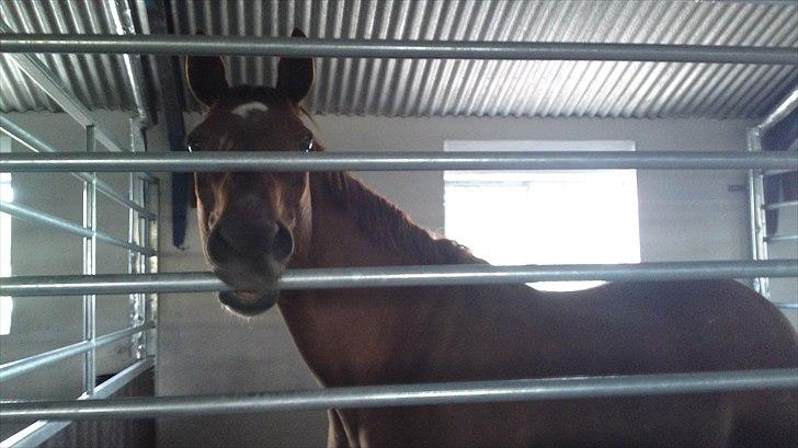 Dansk Varmblod REGITZE billede 10