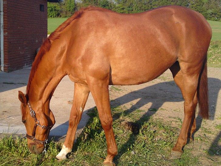 Dansk Varmblod REGITZE billede 11