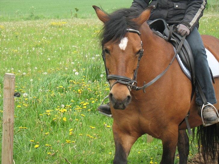 Anden særlig race Dina billede 8