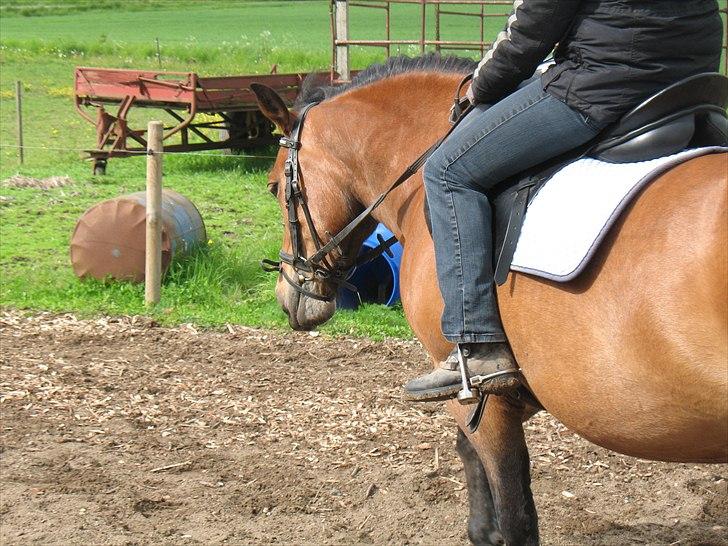 Anden særlig race Dina billede 11