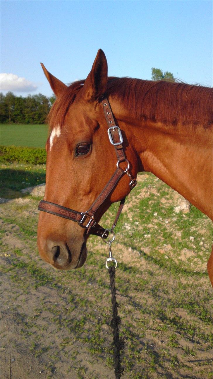 Dansk Varmblod REGITZE billede 12