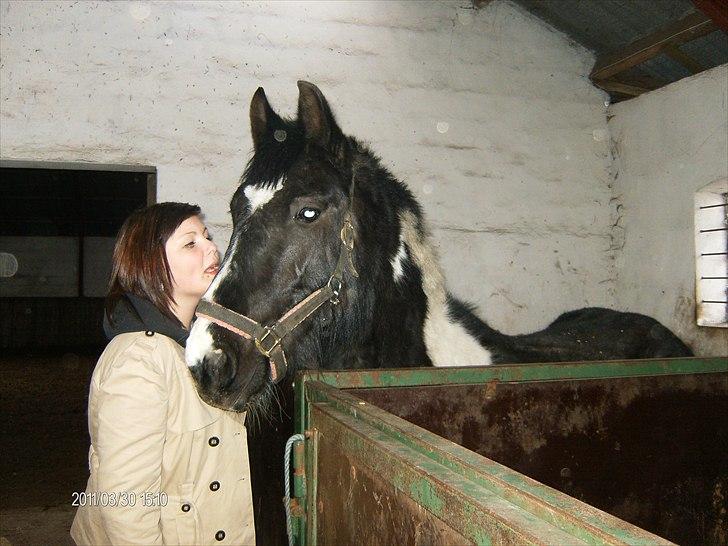 Irish Cob Crossbreed Staldgipsy's Fonzie.  - Da jeg lige havde fået ham hjem til mig at stå.<3 billede 3