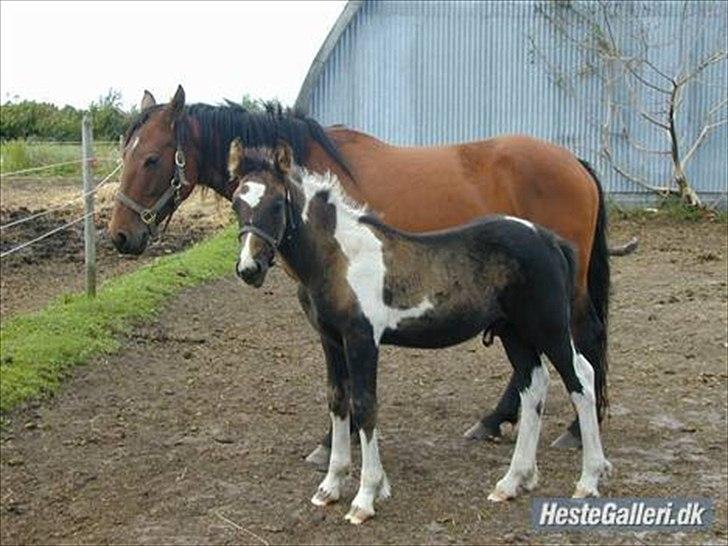 Irish Cob Crossbreed Staldgipsy's Fonzie.  billede 6