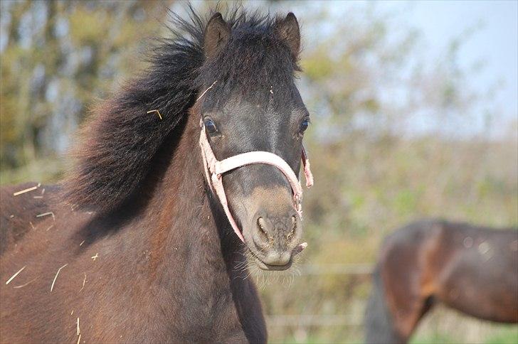 Anden særlig race Valbjerggaard´s Carisma - 10 mdr gammel billede 1