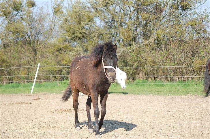 Anden særlig race Valbjerggaard´s Carisma billede 14