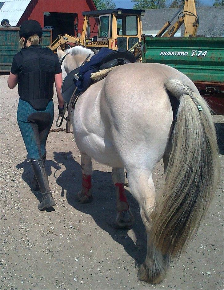 Fjordhest Tjalfe - Den Tapre Sømand - Bassen xD billede 17