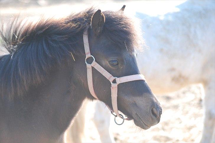 Anden særlig race Valbjerggaard´s Carisma billede 15
