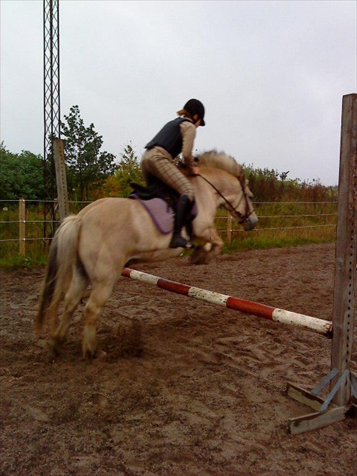 Fjordhest Tjalfe - Den Tapre Sømand - Et af de første spring vi tog sammen :) billede 18