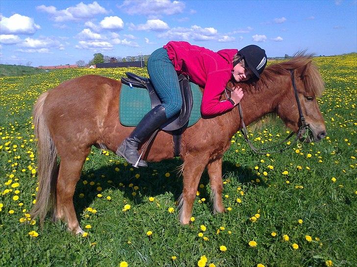 Islænder Loki- Passer - Du er dejlig! :D billede 12