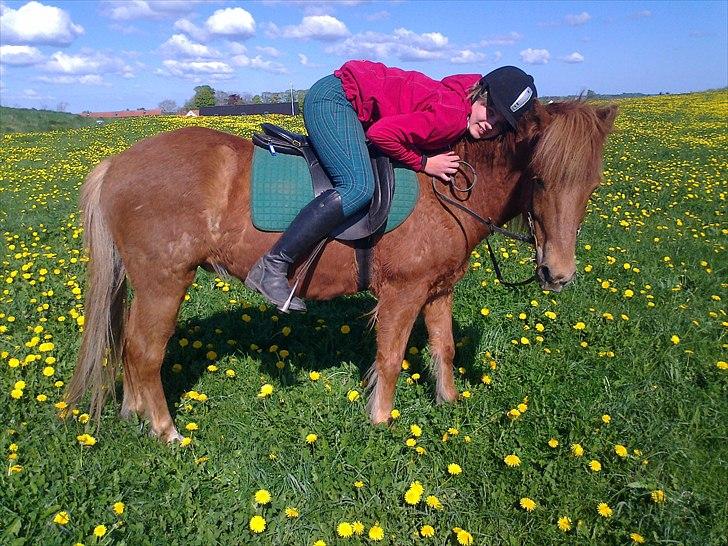 Islænder Loki- Passer - En varm forårs dag! :) billede 13
