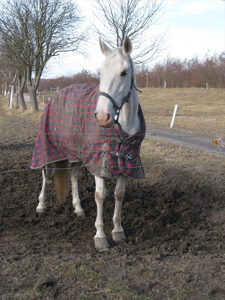 Lipizzaner Inatato Nyakas - Gammel Part - På fold. billede 2