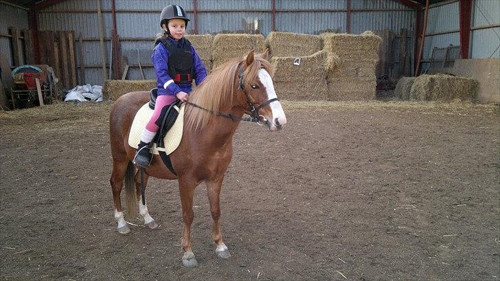 Welsh Pony (sec B) Misty billede 1