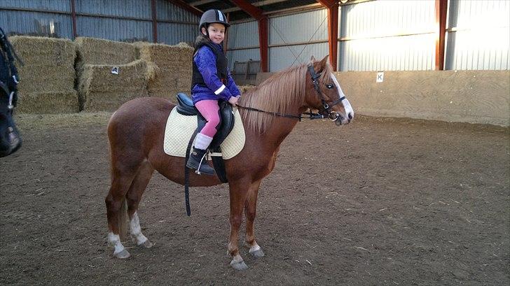 Welsh Pony (sec B) Misty billede 2