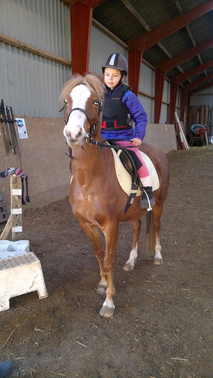 Welsh Pony (sec B) Misty billede 3