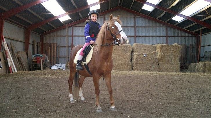 Welsh Pony (sec B) Misty billede 4