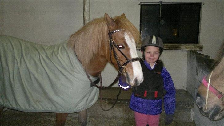 Welsh Pony (sec B) Misty billede 5