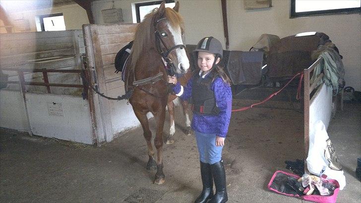 Welsh Pony (sec B) Misty billede 6