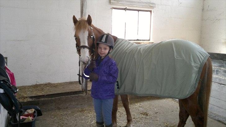 Welsh Pony (sec B) Misty billede 8