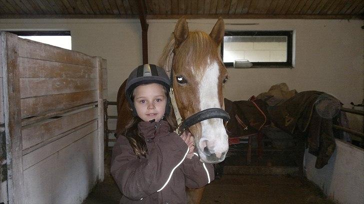 Welsh Pony (sec B) Misty billede 9
