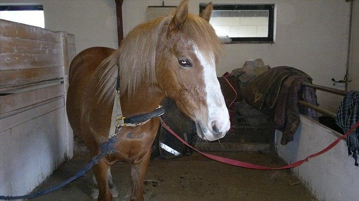 Welsh Pony (sec B) Misty billede 10