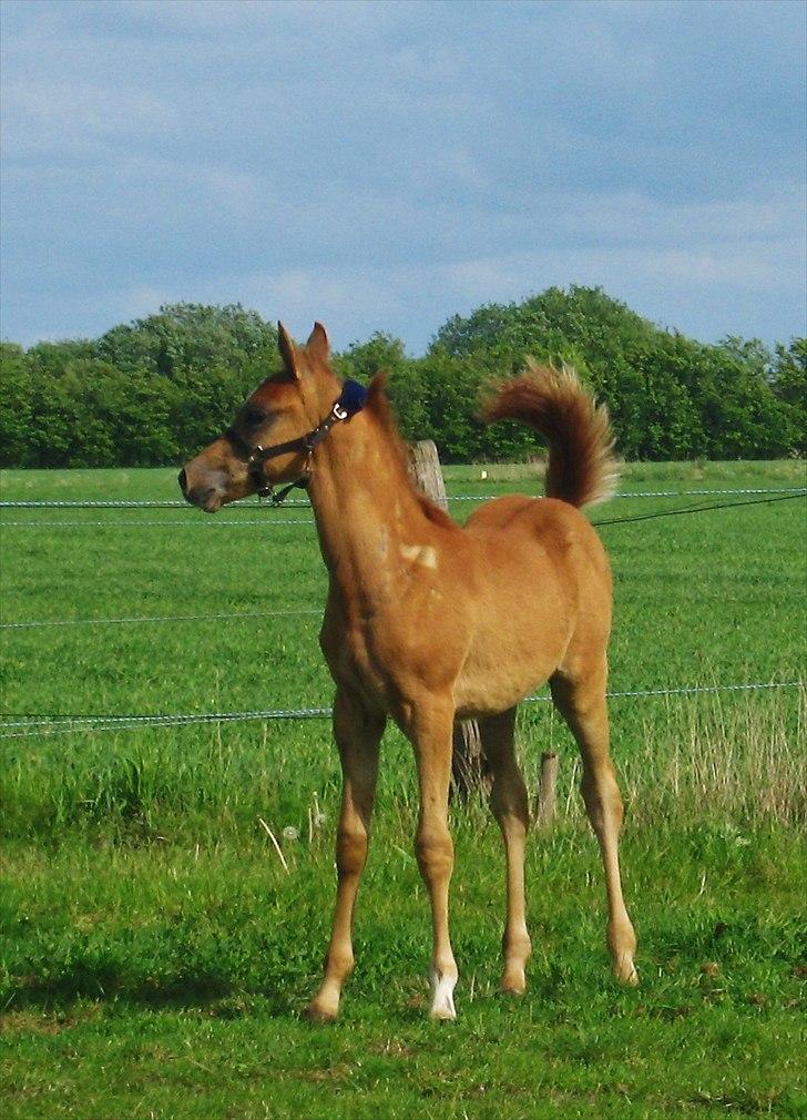 Arabisk fuldblod (OX) Sabeeh Al Sarakah - Solgt billede 12