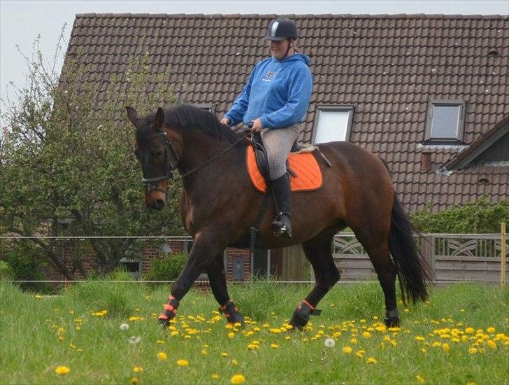 Anden særlig race Amanda - Lånehest billede 1