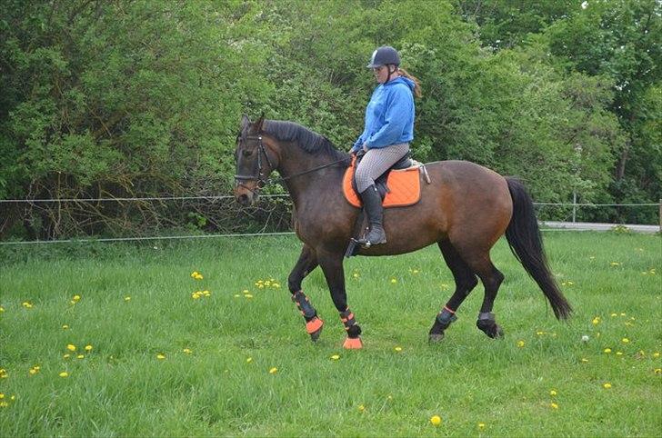 Anden særlig race Amanda - Lånehest billede 2