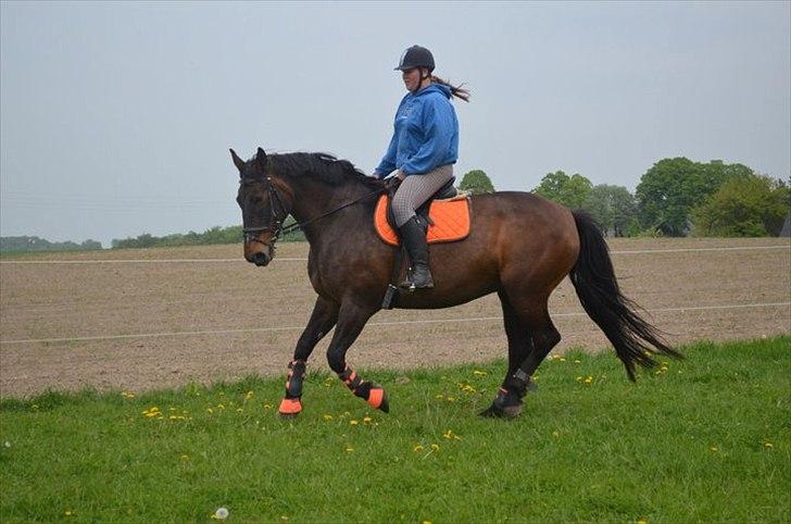 Anden særlig race Amanda - Lånehest billede 3