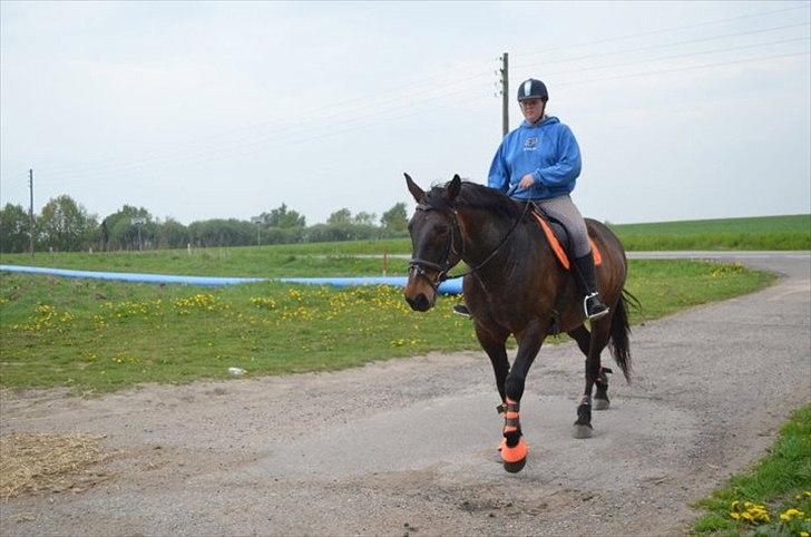 Anden særlig race Amanda - Lånehest billede 4