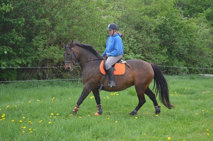 Anden særlig race Amanda - Lånehest billede 5