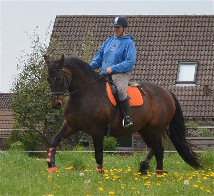 Anden særlig race Amanda - Lånehest billede 6