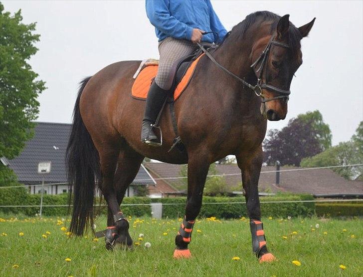 Anden særlig race Amanda - Lånehest billede 7