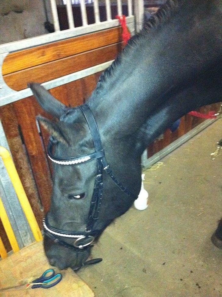 Frieser WHISPER GIRL <3 * solgt og savnet * billede 13