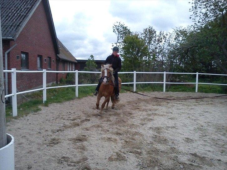 Haflinger Adonis - Tilridning - Team No
 billede 7