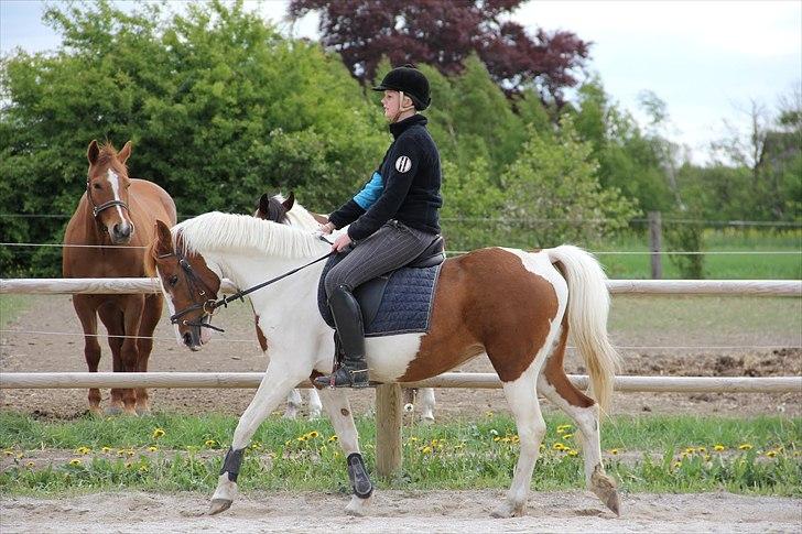 Pinto Lotus SPI 39 billede 11