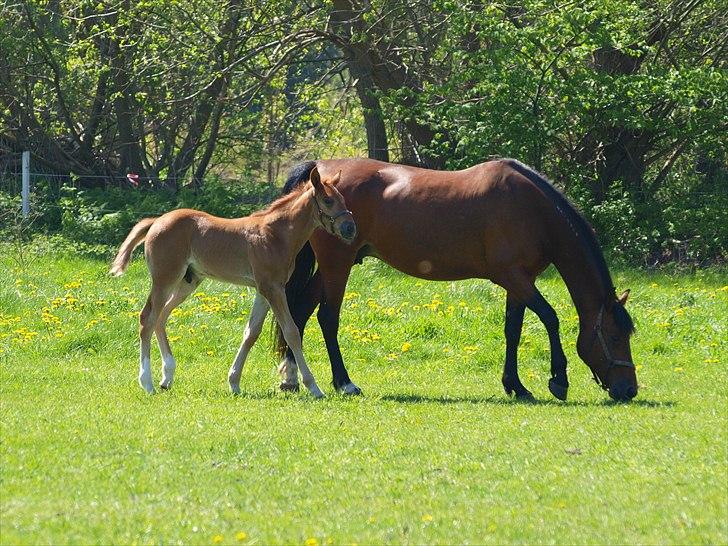 Traver Uno Bounty R.I.P - Uno og Elle maj 2011 billede 10