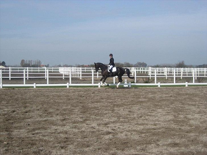 Dansk Varmblod Jalapeño Z - Første stævne - 5 år gammel billede 15