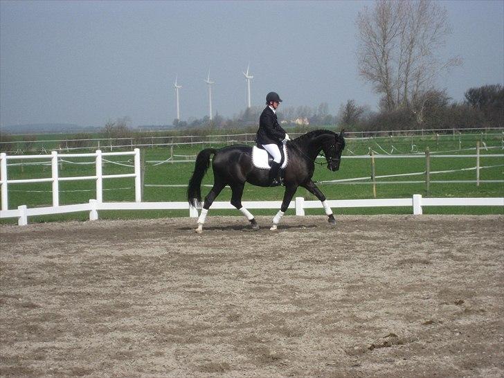 Dansk Varmblod Jalapeño Z - Første stævne - 5 år gammel billede 16