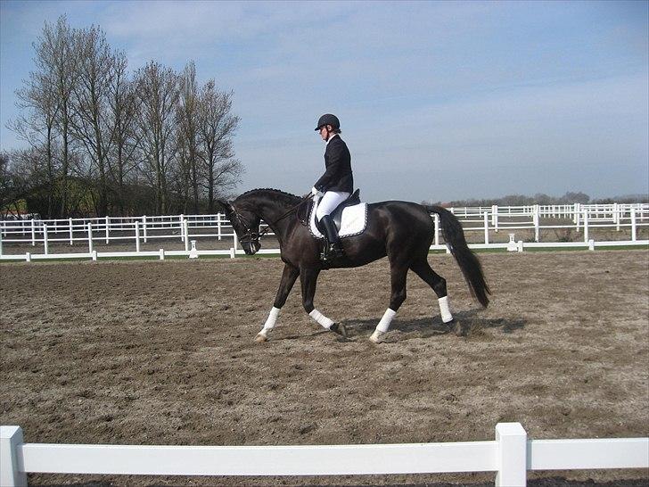 Dansk Varmblod Jalapeño Z - Første stævne - 5 år gammel billede 17