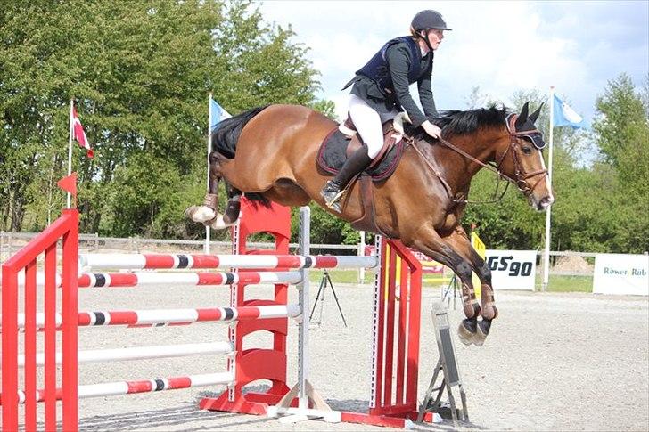 Hollandsk Varmblod Panchow - B-Stævne Capa, første stævne sammen <3 billede 11