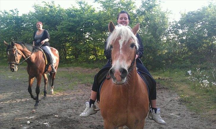 Haflinger Rasmus billede 1