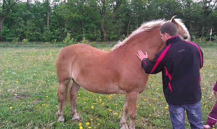 Haflinger Rasmus billede 2