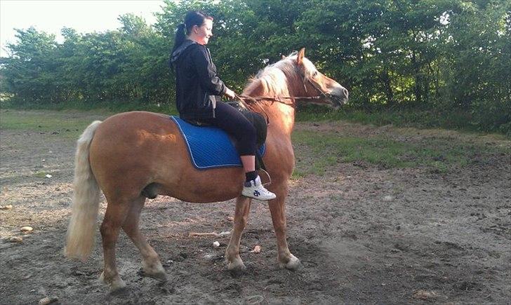 Haflinger Rasmus billede 3