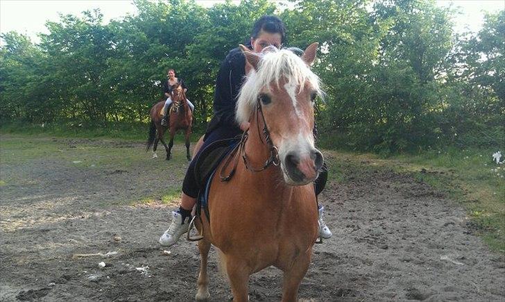 Haflinger Rasmus billede 4