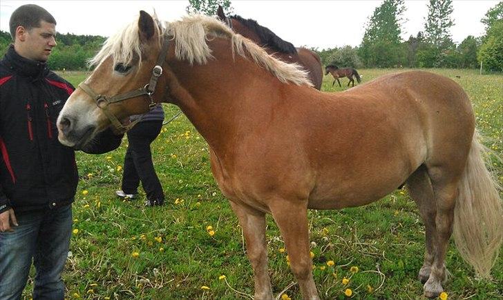 Haflinger Rasmus billede 5