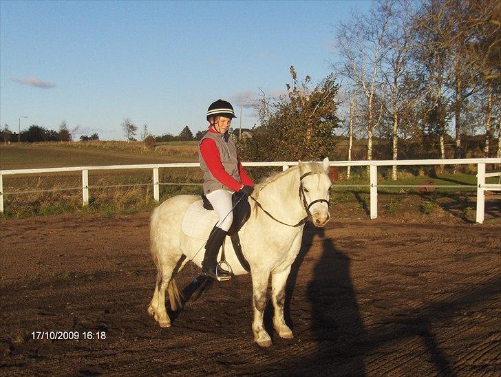 Welsh Mountain (sec A) Fruemoses Chopin billede 6