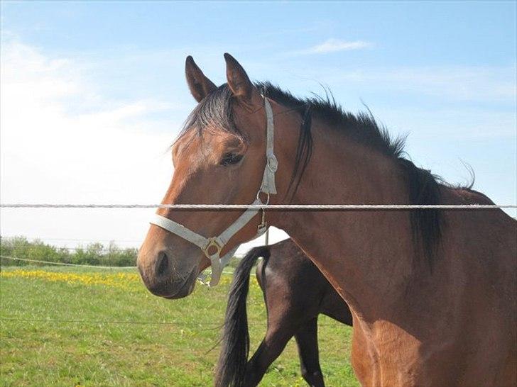 Dansk Varmblod Lillegårdens Daytona - Tak fordi i kiggede forbi:)  billede 18