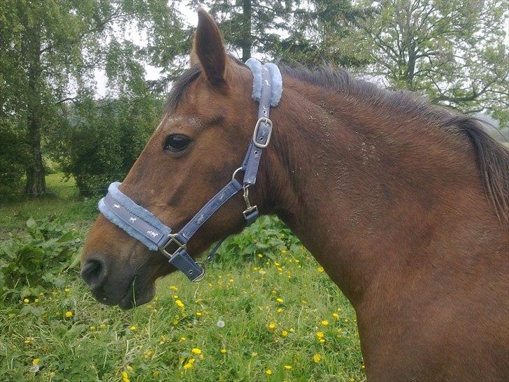 Anden særlig race roosgårdens jasmin (SOLGT ) R.I.P billede 10