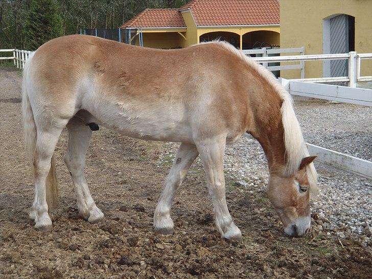 Haflinger Sir Toby billede 8